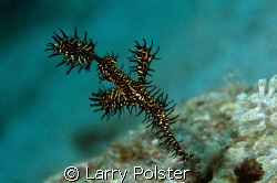 Ornate Ghost Pipefish, 8m, Puerto Galera, D300, 105VR, D-... by Larry Polster 